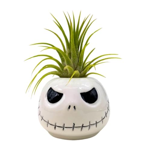 BubbleBlooms Halloween Mr. Bones Skull Air Plant Holder Resin Art Sculpture Hand Made