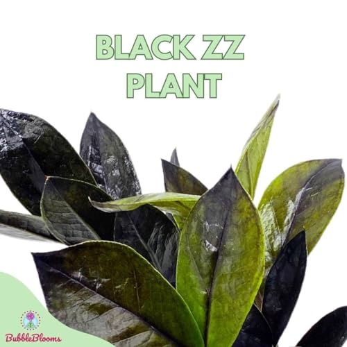 BubbleBlooms Black ZZ, 4 inch Raven Zamioculcas Zamiifolia Dowon Jet-Black