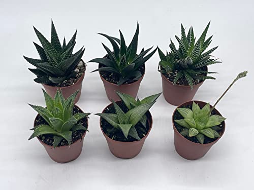 BubbleBlooms Haworthia Variety Assortment, 6 Different Haworthia Plants in 2 inch pots