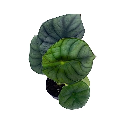 BubbleBlooms Alocasia Nebula, Nebula Imperialis, Black Diamond, Silver Plant, Alocasia Silver Nebula, Elephant Ear Plant in 2 inch Pot