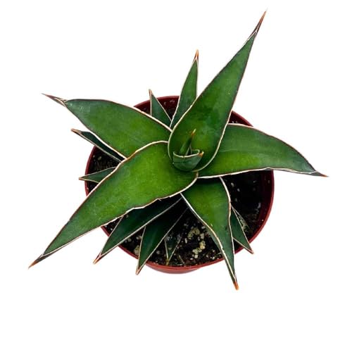 BubbleBlooms Samurai Dwarf 4 inch Sansevieria Lavranos Banana Ehrenbergii, Star Exotic Snake Plant