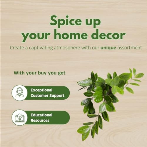 BubbleBlooms ZZ Plant, Zamioculcas zamiifolia 6" Pot, Healthy aroid Palm, Eternity Plant