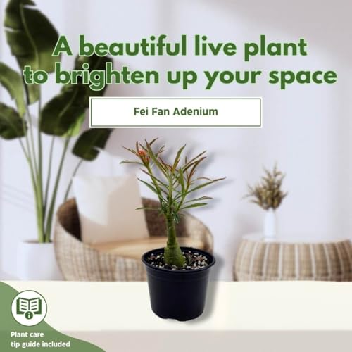 BubbleBlooms Desert Rose Fei Fan 5 inch Pot Pink Red and White Variegated Exotic Rare Flower