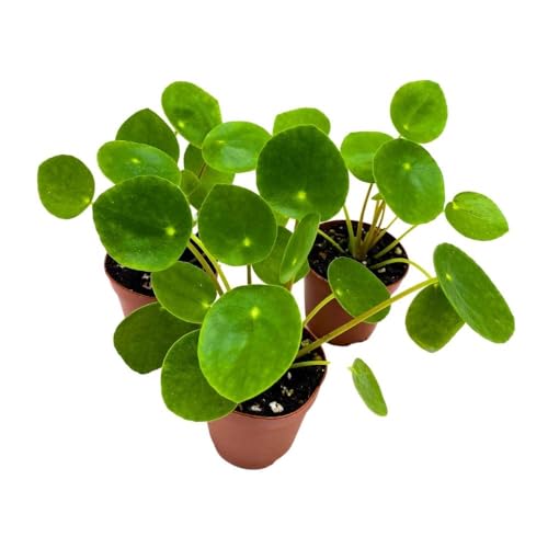 BubbleBlooms Chinese Money Plant Pilea peperomioides, 2 inch Set of 3, Tiny Mini Pixie Plant