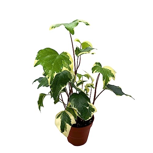 BubbleBlooms Variegated Algerian Ivy, Hedera Algeriensis, Canary Island Ivy, Canary Ivy, Madeira Ivy in 4 inch Pot