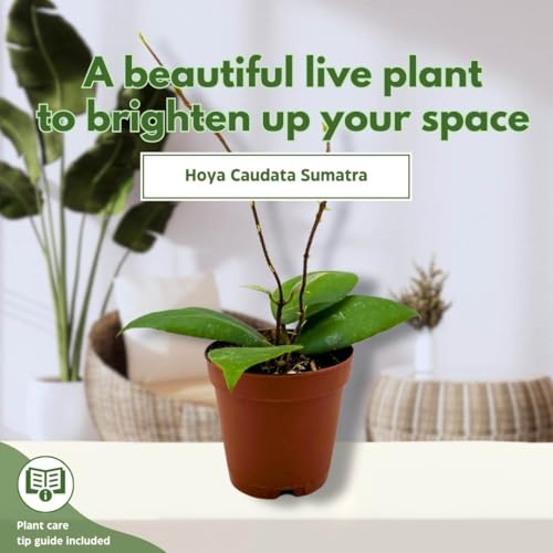 BubbleBlooms Hoya Sumatra Caudata 2 inch