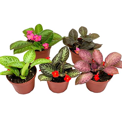 BubbleBlooms Flame Violet, Episcia Cupreata Assortment Set 4 inch pots 5 Different Velvet Plants