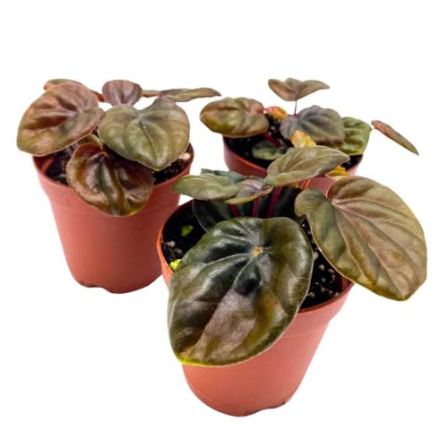 Harmony Foliage Peperomia Chocolate, 2 inch Set of 3, Brown Rare Emerald Ripple Pep Caperata
