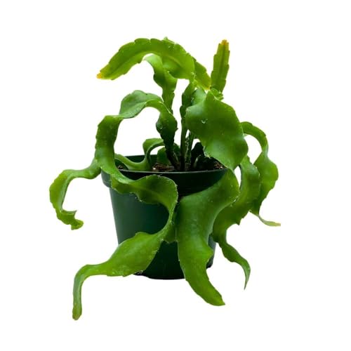 BubbleBlooms Curly Sue in 4 inch Pot Epiphyllium guatemalensis mostrouse Curly Locks Orchid Cactus with Pink Flower