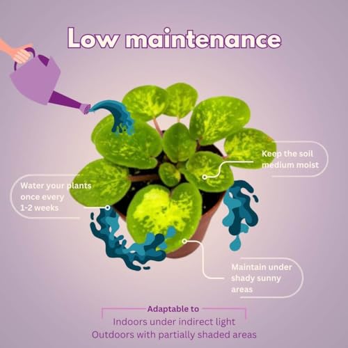 BubbleBlooms Harmony's African Violet Assortment Set, 2 inch pots, 6 Different African Violets Gesneriad Plants, Tiny Mini Pixie Plant Variety