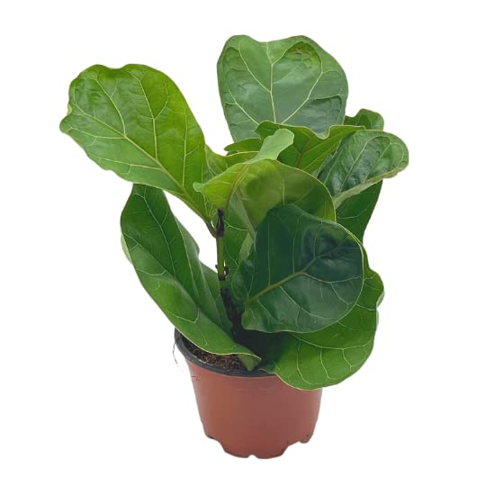 Ficus lyrata Bambino, 4 inch, Dwarf Fiddle Leaf Fig Tree