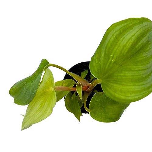 BubbleBlooms Philodedron Pastazanum Silver, Silver Sword Philodedron, Velvet Leaf Philo in 2 inch Pot