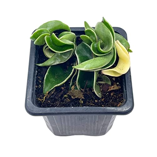 BubbleBlooms Variegated Hindu Rope in 2 inch Pot Rare Hoya Carnosa Compacta Regalis