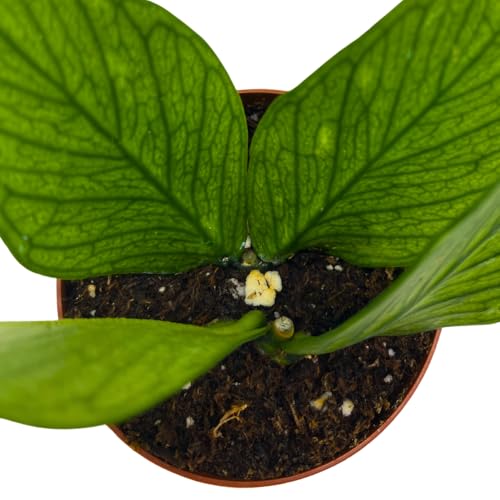 BubbleBlooms Hoya Polyneura in a 2 inch Pot Tiny Mini Pixie Plant