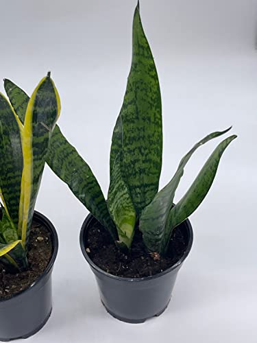 BubbleBlooms Snakeplant Variety Bundle, 2 Different Snake Plants in 4 inch pots, Dracaena trifasciata