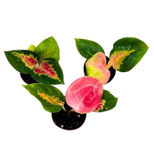 BubbleBlooms Aglaonema Red King 2 inch Set of 3 Tiny Mini Pixie Plants