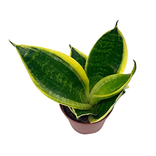 BubbleBlooms Varigated Snake Plant in a 2 inch Pot Sansevieria Dracaena trifasciata Tiny Mini Pixie Plant