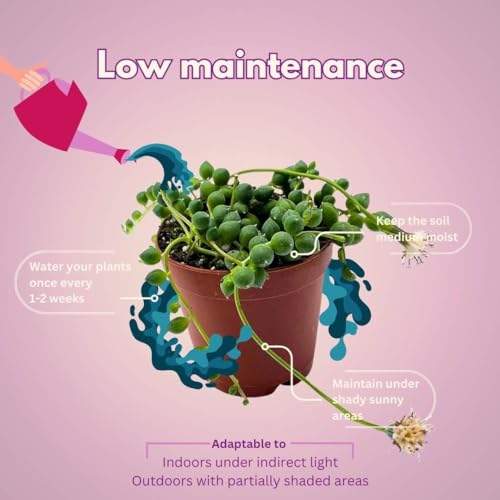 BubbleBlooms String of Pearls, 2 inch Set of 3, Curio rowleyanus Peas Tiny Mini Pixie Plants