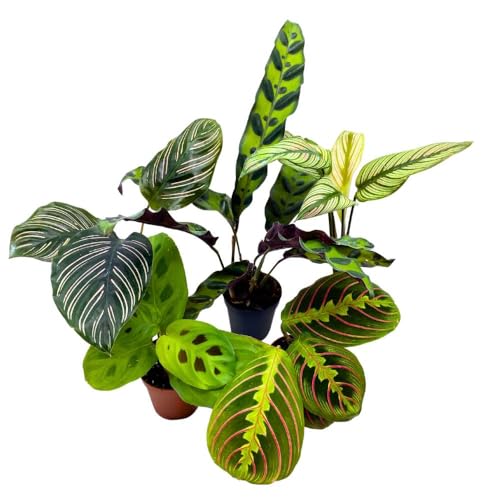 different prayer plants BubbleBlooms Calathea Assortment Set, 2 inch pots, 5 Different Prayer Plants, pet Friendly Indoor Low Light