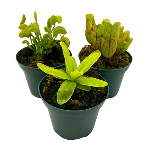 BubbleBlooms Carnivorous Assortment in 3 inch Pots Set of 3