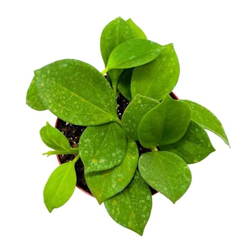 BubbleBlooms Hoya Pachyclada, 4 inch Rare Exotic Indoor House Wax Plant