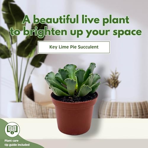 BubbleBlooms Pie Crust Succulent, Key Lime Pie Crinkle Leaf Plant, 3 inch