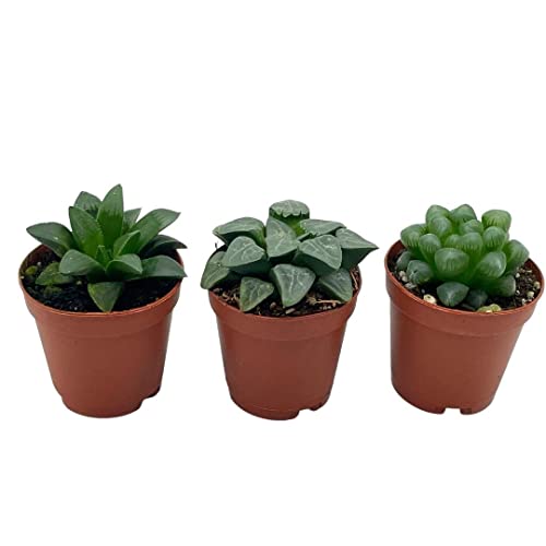 BubbleBlooms Rare Haworthia Assortment, 3 Hard to find Haworthias, Grower's Choice