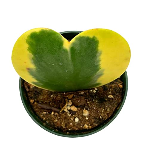BubbleBlooms Hoya Variegated Kerrii Heart, in a 4 Inch Pot, Sweet Heart Plant, Heart Shaped Leaf, Valentine