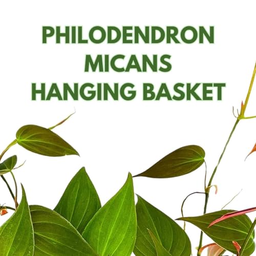BubbleBlooms Philodendron Micans Hanging Basket