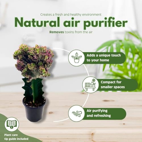 BubbleBlooms Pink Mermaid Tail Variegated Grafted Cactus Rare 4 inch