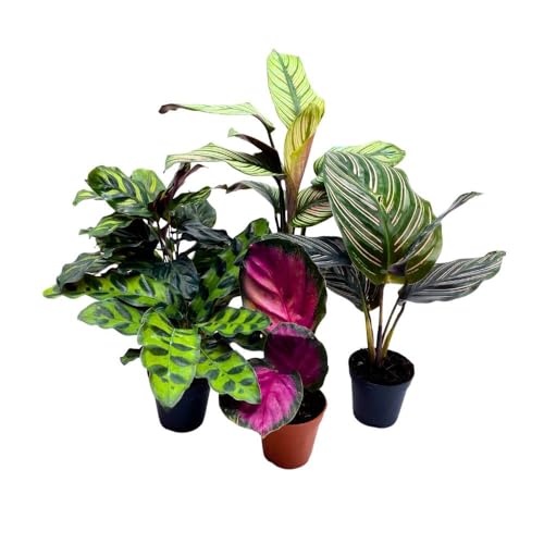 BubbleBlooms Calathea Assortment, 2 inch Set of 5, Peacock Prayer Plant Set Regal Indoor Foliage