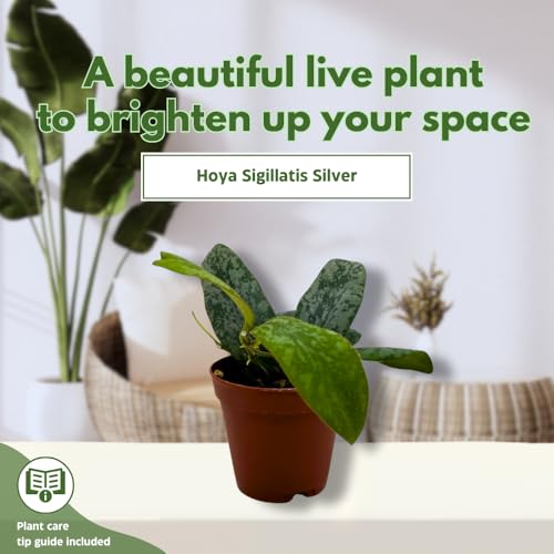 BubbleBlooms Hoya Sigilatis in a 2 inch Pot Tiny Mini Pixie Plant