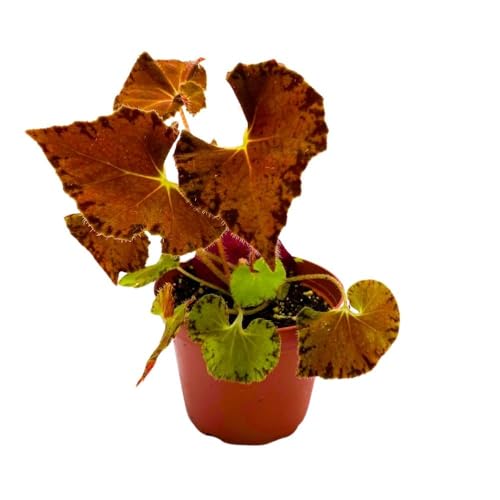 Harmony Foliage Begonia Peter Piper, 4 inch Orange Rhizomatous Rhizo