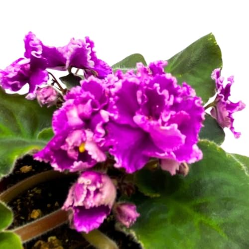 Harmony Foliage African Violet Wrangler's Boot Stompin' 4 inch