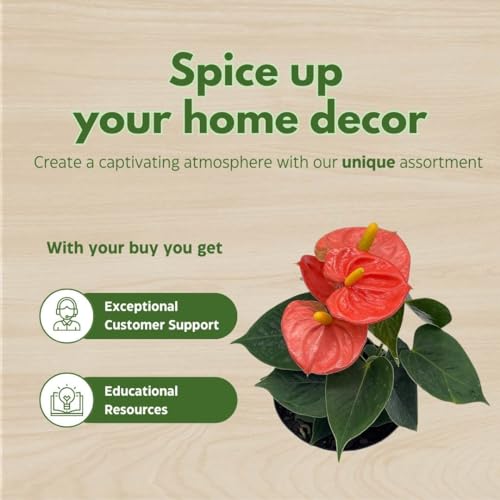 BubbleBlooms Anthurium Coral, Orange - ish in a 4 inch Pot Heart Shaped Leaf