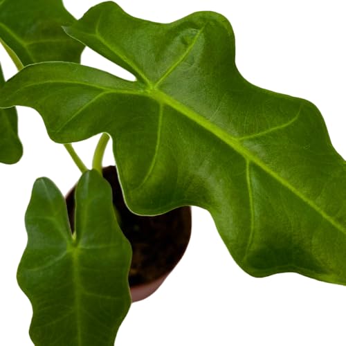 BubbleBlooms Alocasia Portei in a 2 inch Pot Tiny Minie Pixie Plant