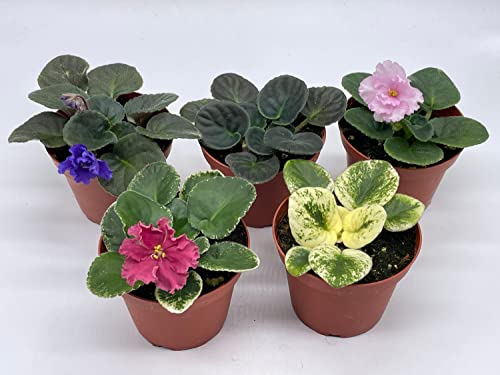BubbleBlooms Harmony's African Violets Assortment Set, 4 inch pots 5 Different African Violet Plants