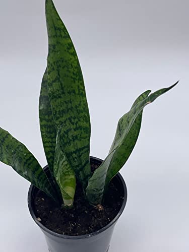 BubbleBlooms Green Snake Plant in a 4 inch Pot All-Green Dracaena trifasciata, Cow's Tongue, Lengua de Vaca