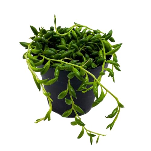 BubbleBlooms String of Bananas, Curio radicans, in a 4-inch Pot