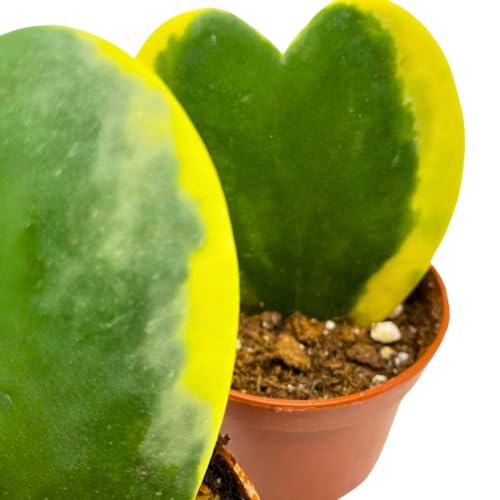 BubbleBlooms Variegated Hoya Kerrii, 2 inch Set of 3, Sweetheart Plant Valentine Tiny Mini Pixie Plants