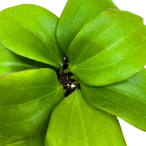 BubbleBlooms Hoya Quinquenervia 4 inch
