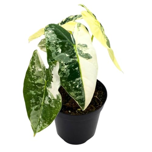 BubbleBlooms Variegated Alocasia Frydek 4 inch