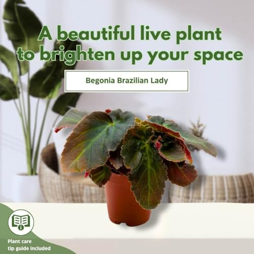 BubbleBlooms Begonia Brazillian Lady Angel Wing 2 inch