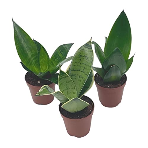 BubbleBlooms Sansevieria Trifasciata Assortment 3 Different Dwarf Rosette-Shaped Snake Plants in 2 inch pots