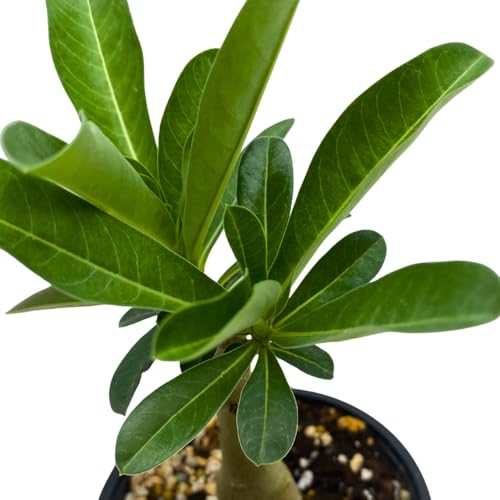 BubbleBlooms Desert Rose Apple in a 4 inch Pot Extremely Rare Flower