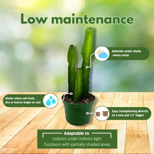 BubbleBlooms Green Milk Tree 6 inch Euphorbia Trigona African Milktree Cathedral Cactus