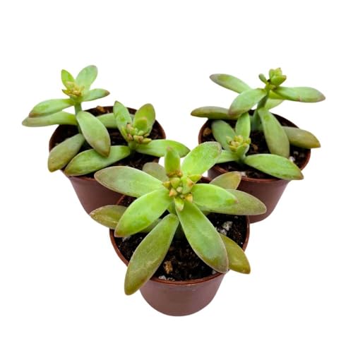 BubbleBlooms Coppertone Stonecrop, 2 inch Set of 3, Sedum Adolphi Garden Succulents Tiny Mini Pixie