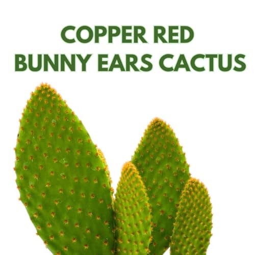 BubbleBlooms Bunny-Ears Prickly-pear Copper Red, 3 inch Pot Opuntia microdasys