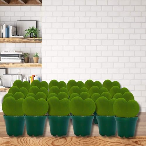 BubbleBlooms Hoya Kerrii Green Heart 24-Pack 2 inch Single Leaf No Node Sweetheart Mother's Day Valentine's Day Plant