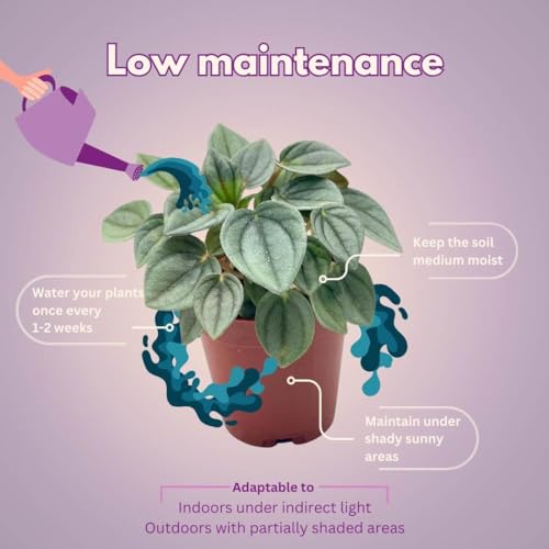 BubbleBlooms Green Ripple Peperomia Frost in a 2 inch Pot Emerald Ripple Pepper, caperata, albovittata